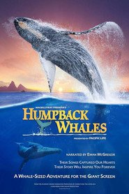 http://kezhlednuti.online/humpback-whales-73672