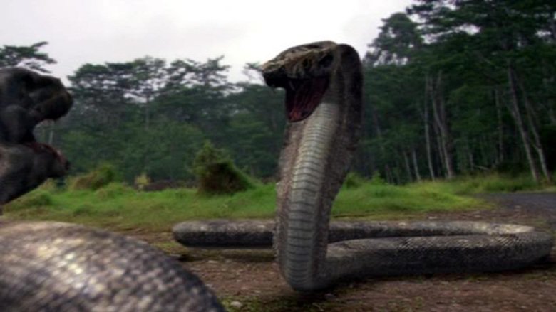 Varan vs. Kobra