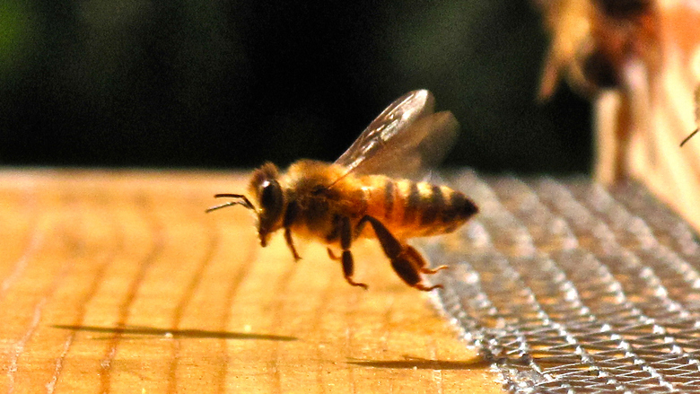 Královna slunce – co se nám včely snaží říct