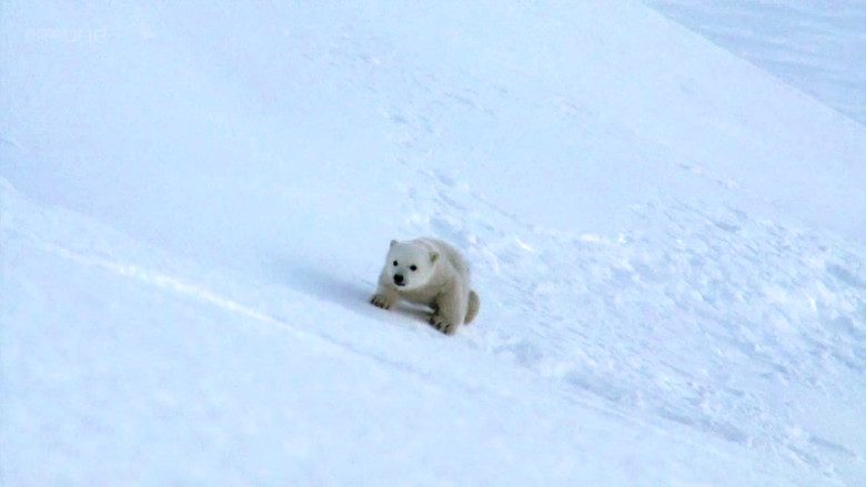 Lední medvědi očima skrytých kamer