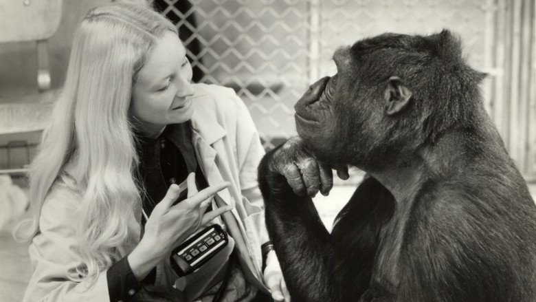 Koko, le gorille qui parle
