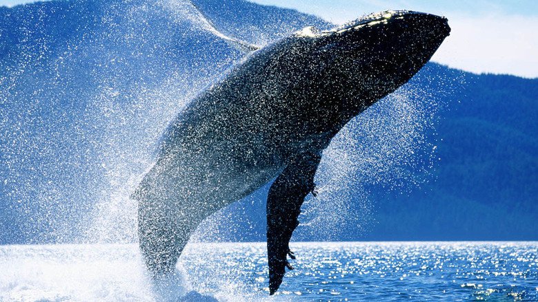 Velryby: Nezapomenutelná cesta